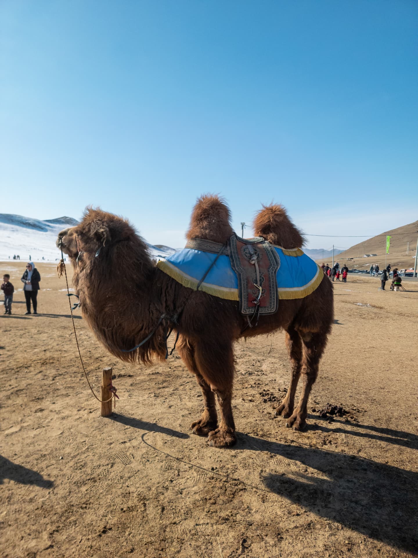 Decorated Bactrian camel at the Golden Eagle Festival